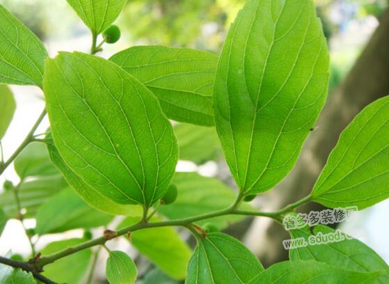朴树植物是什么？朴树植物特点