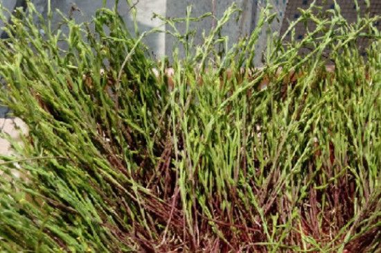 麦黄草种子如何种植方法(麦黄草种子多少钱一斤2021)