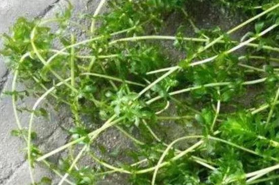 麦黄草种子如何种植方法(麦黄草种子多少钱一斤2021)