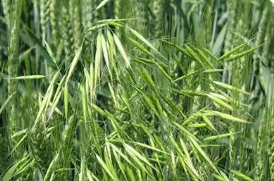 麦黄草种子如何种植方法(麦黄草种子多少钱一斤2021)