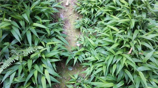 淡竹叶是什么 淡竹叶种植技术