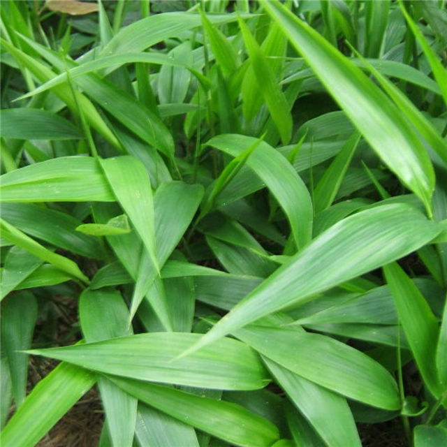 淡竹叶是什么 淡竹叶种植技术