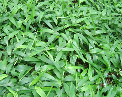 淡竹叶的栽培技术