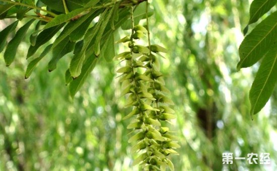 庭荫树和防护树种“枫杨”资料介绍
