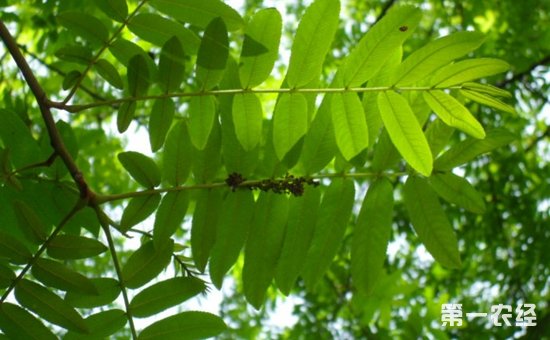 庭荫树和防护树种“枫杨”资料介绍