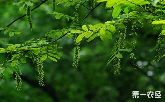 庭荫树和防护树种“枫杨”资料介绍