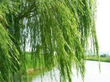 宜昌人错将枫杨树叫“柳树”