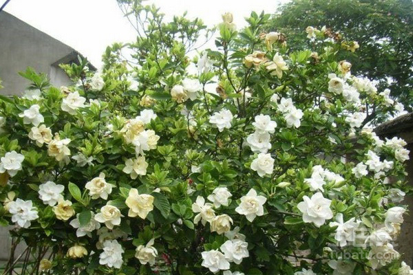【黄栀子图片】功效及种植方法介绍