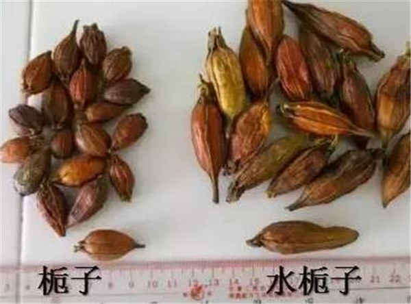 水栀子和山栀子区别 水栀子的功效与作用