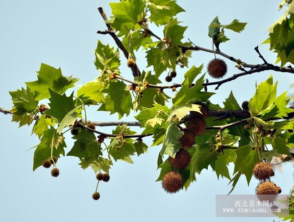 防治悬铃木霉斑病