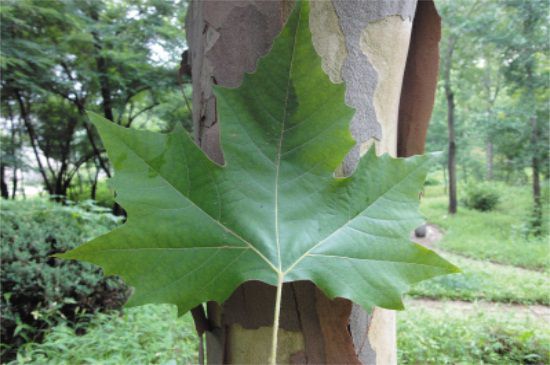 悬铃木和梧桐的4大区别