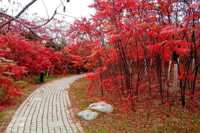 火炬树种植技术,火炬树养护方法