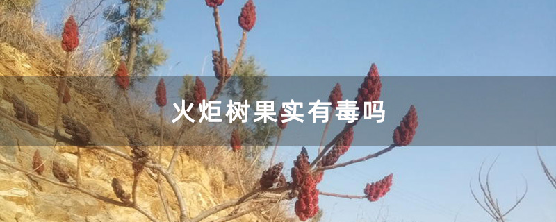 火炬树果实有毒吗