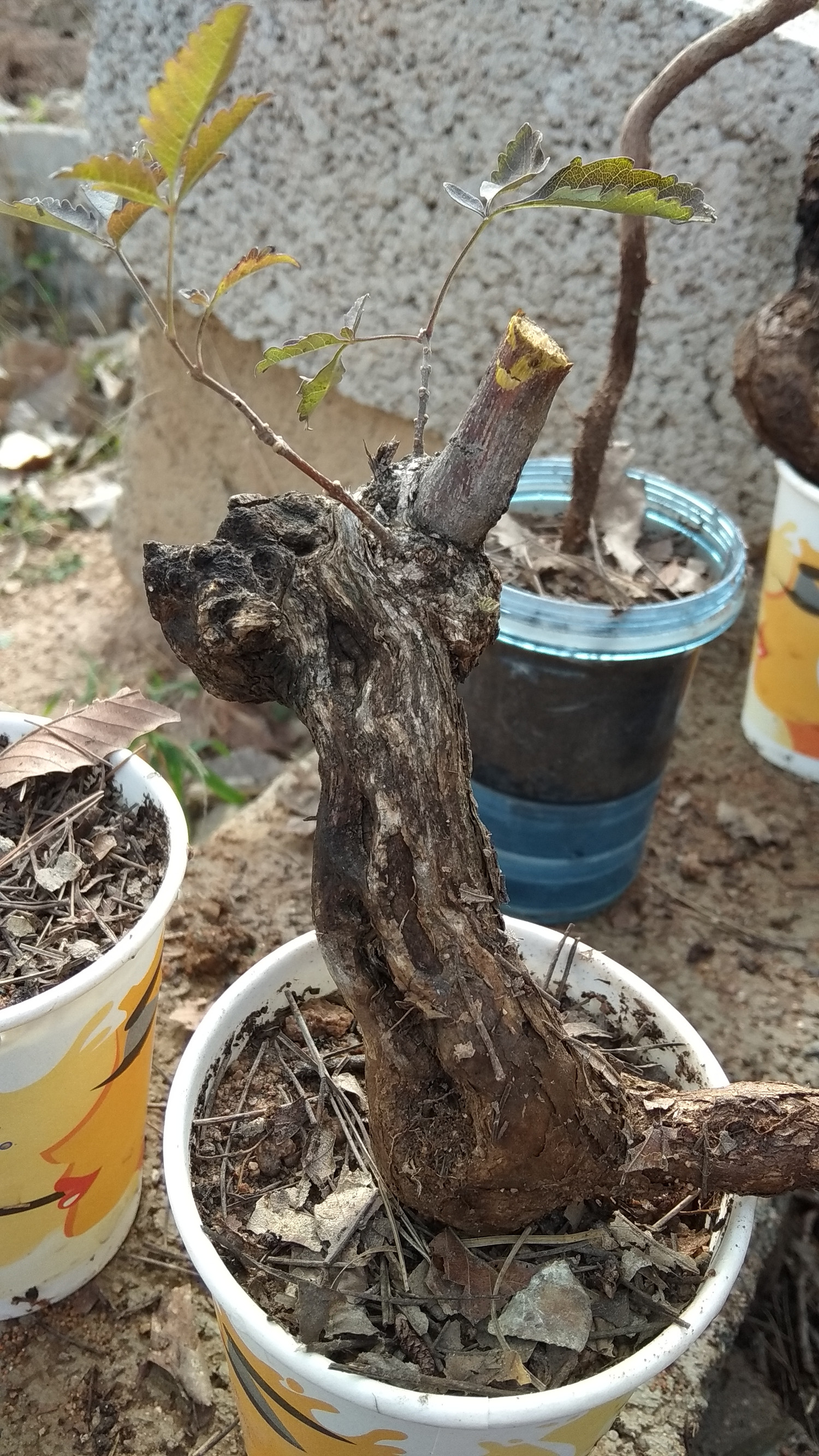 黄栌下山桩的栽培方法，如何养护