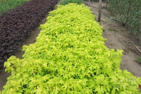 复叶槭种植前景，金叶复叶槭种植前景分析