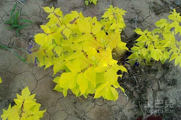复叶槭种植前景，金叶复叶槭种植前景分析