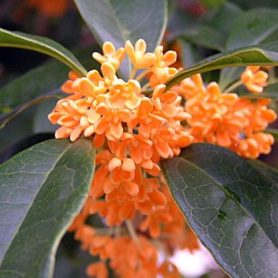 丹桂什么时候开花 飘香是什么季节