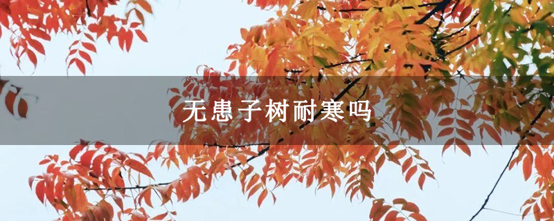 无患子树耐寒吗