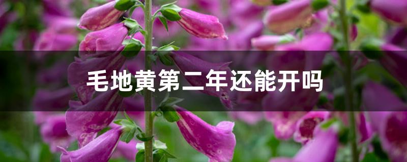 毛地黄第二年还能开吗