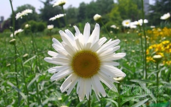 【认识大滨菊】大滨菊简介