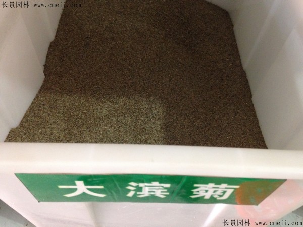 大滨菊种子几月播种最好