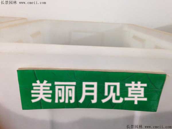 美丽月见草种子几月播种最好？