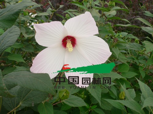 大花秋葵的栽培管理