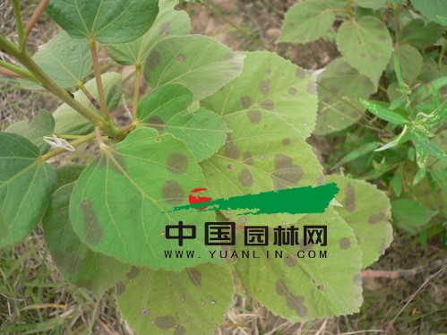 大花秋葵的栽培管理