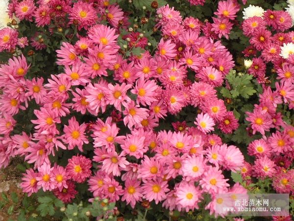 如何养殖地被菊