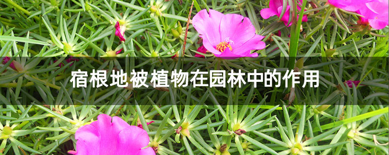 宿根地被植物在园林中的作用