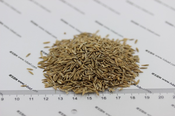 高羊茅种子的播种方法及技巧