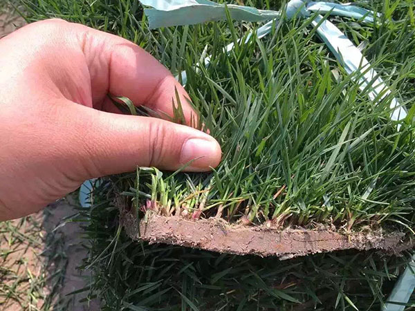 高羊茅种子的播种方法及技巧