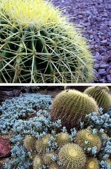 细数各种奇异的耐旱植物