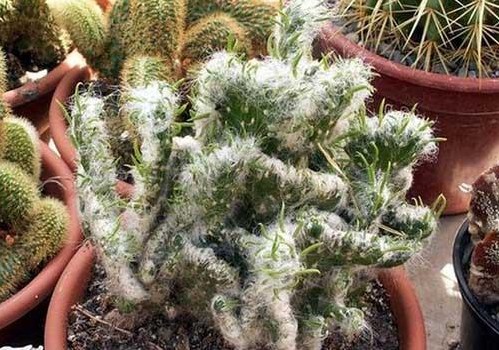 细数世界上最为诡异的植物