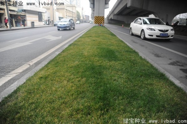 麦冬种子什么时候播种？