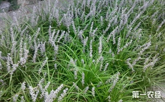 麦冬有什么功效作用？麦冬的种植技术