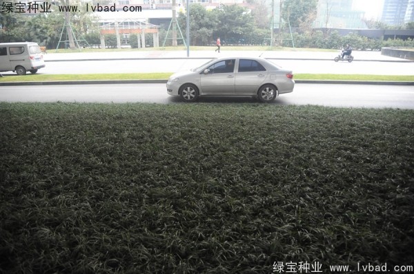麦冬种子什么时候播种？