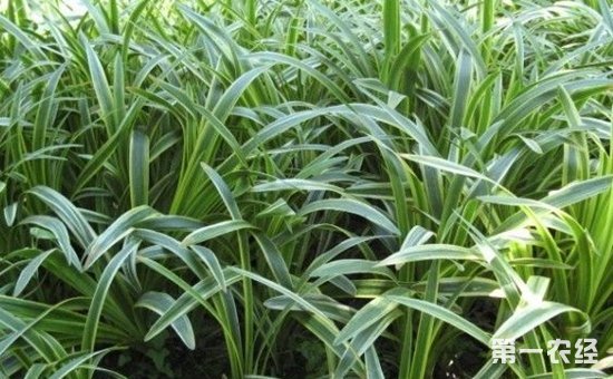 麦冬有什么功效作用？麦冬的种植技术