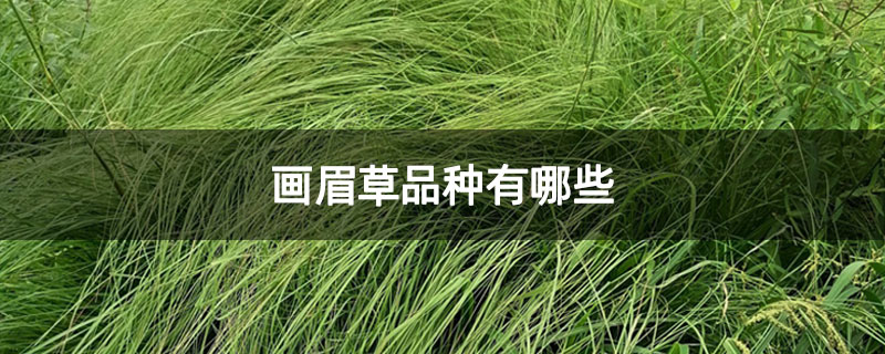 画眉草品种有哪些