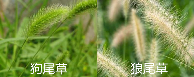 狗尾草和狼尾草的区别，怎么种植