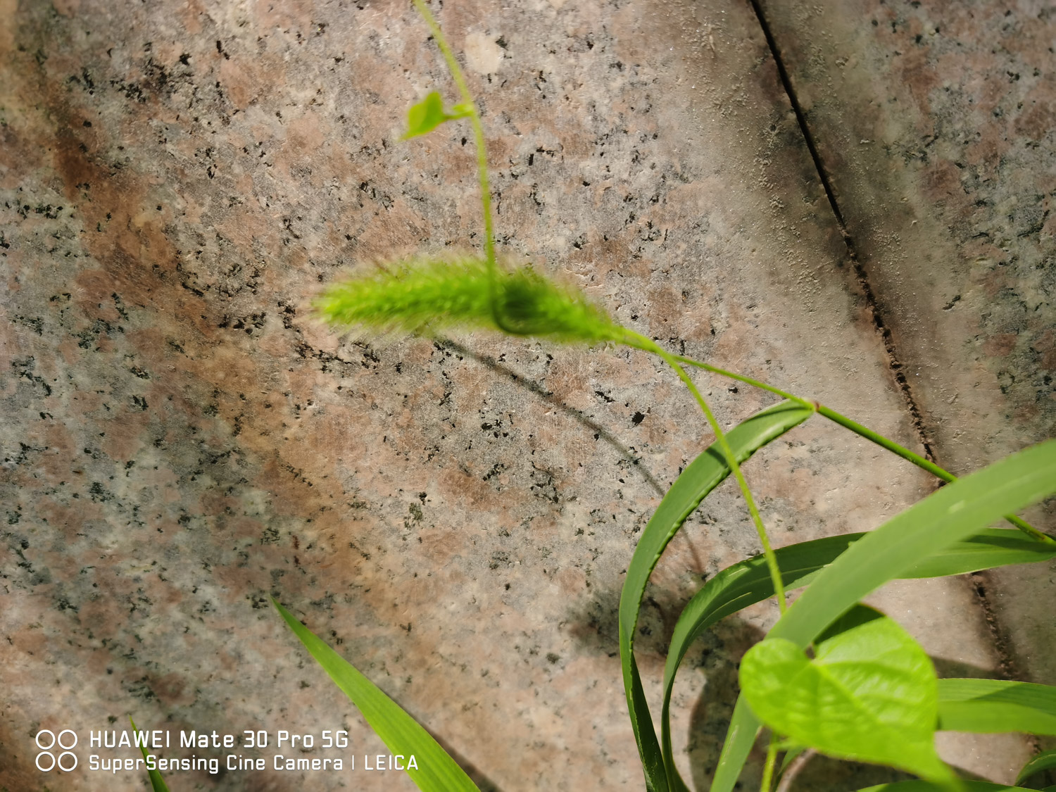 狗尾草和狼尾草的区别，怎么种植