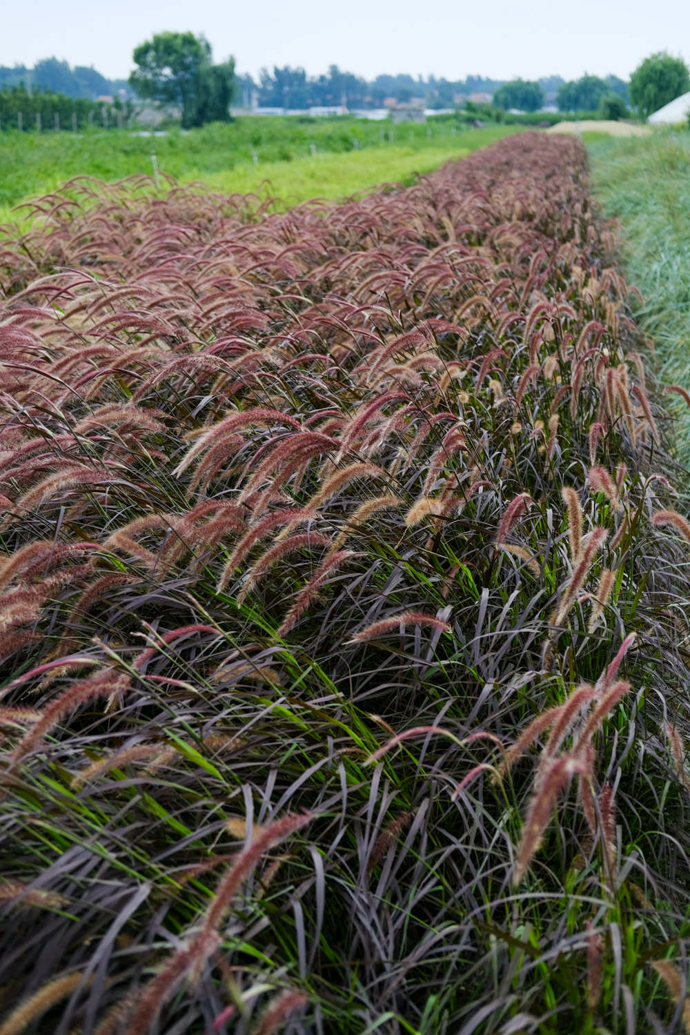 狗尾草和狼尾草的区别，怎么种植