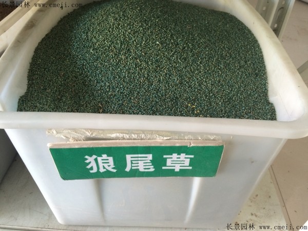 紫穗狼尾草种子好种植吗？