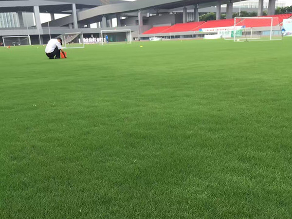 马尼拉草籽播种时间