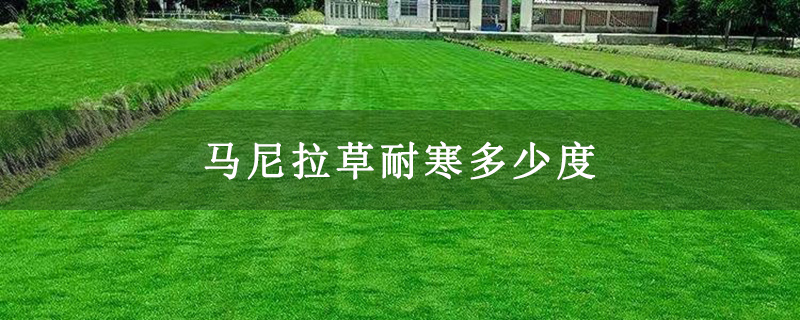 马尼拉草耐寒多少度