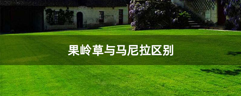 果岭草与马尼拉区别