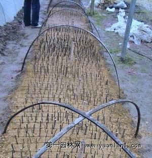 香花槐小苗的育苗繁殖技术