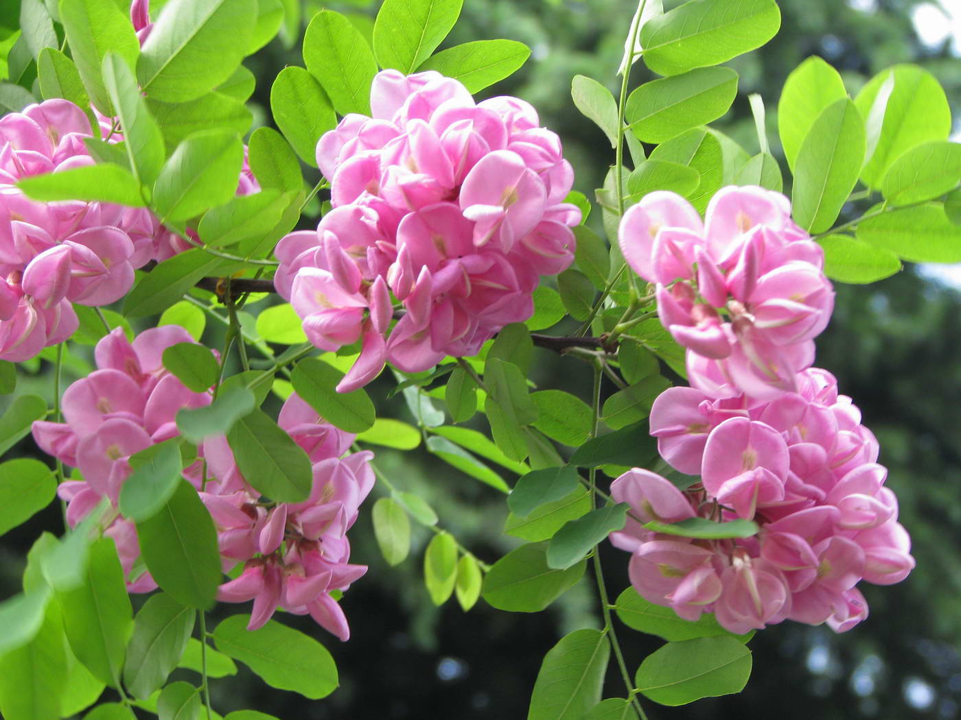 香花槐图片大全 香花槐图片欣赏及资料介绍