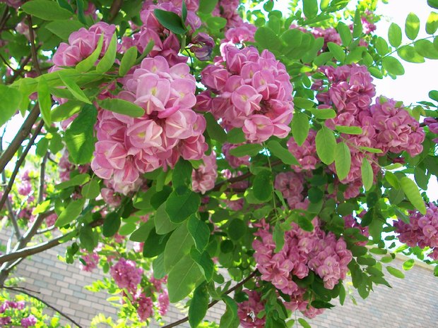 香花槐图片大全 香花槐图片欣赏及资料介绍