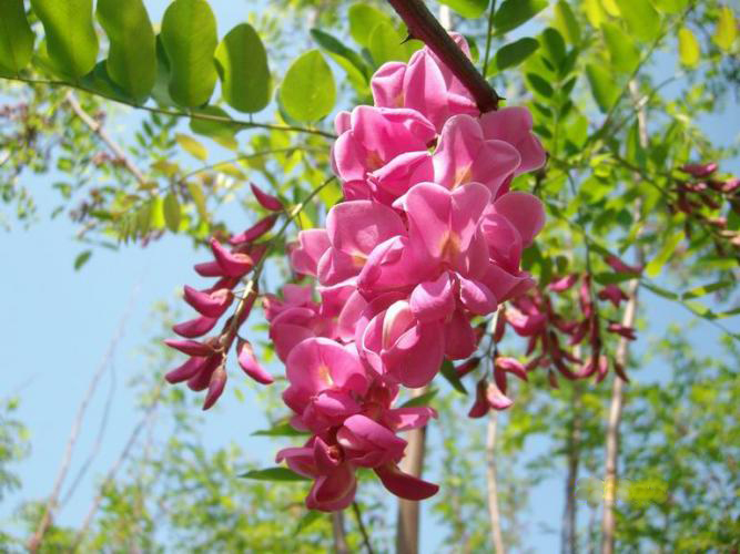 香花槐图片大全 香花槐图片欣赏及资料介绍